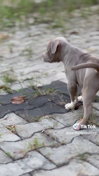 Lilac XL American Bully: Muscular and Stunning