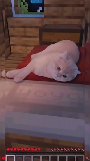 Cute and funny cats on TikTok