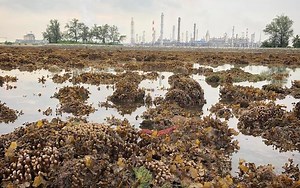Singapore’s beautiful coral reefs thrive in the waters off Shell’s biggest refinery at Pulau Bukom | Coconuts