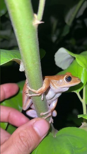 Can't Stop Laughing at These Hilarious Frogs