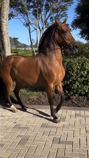 Incredible Equestrian Precision: High-Stepping Horse Performance 🔥 #horse #horseeducation #horsecare