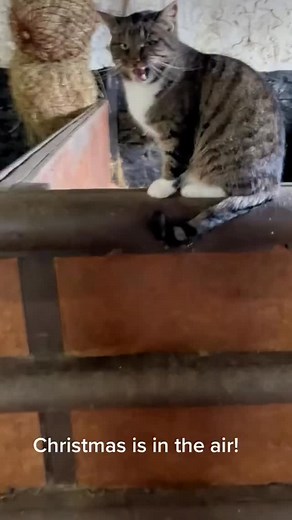 2.5K reactions · 203 shares | Please support the Cat Hotel this...