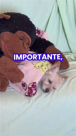 🐶💚 IMPORTANT CARE FOR A DOG WITH PARVOVIRUS