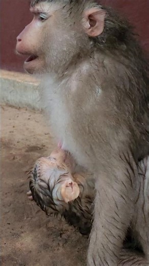 Loy and adorable lovely baby monkey Lucan during rain incredible action #shorts #shortvideo #cute