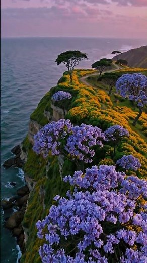 Jacaranda in Bloom: A Purple Dream of Spring