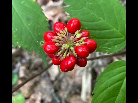 Hunting Ginseng how its done