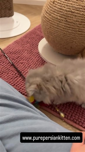 Looking for a fluffy new best friend? Our purebred Persian kittens are ready for their forever homes! Sweet-tempered, playful, and raised with love, they make the perfect addition to any family. 👇👇👇👇 Visit www.purepersiankitten.com to see available kittens and reserve yours today! #PersianKittens #CatsForAdoption #KittenForSale #PersianCatLovers #FluffyKittens #CatBreeder #AvailableKittens #KittensOfInstagram #CuteCats #CatLovers #AdoptDontShop #CatLife #CatMom #CatDad #KittensForAdoption #P