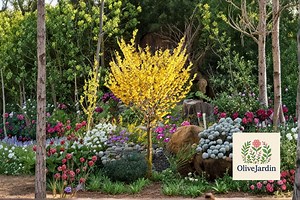 15 Vernal Witch Hazel Seeds – Hamamelis Vernalis Flowering Shrub – Early Blooming Ornamental Plant - Etsy