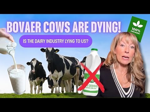 BOVAER COWS ARE DYING! | Is the dairy industry lying to us?