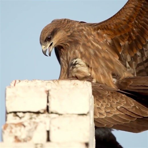 From Egg to Apex Predator: The Life of a Hawk in 60 Seconds! 🦅