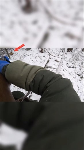 fox hunt perfect shot in snow #hunthowdown #foxhunter #foxhunting #hunting #huntingbuddy