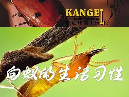 白蚁防治之白蚁生活习性---趋暗性，白蚁的兵蚁和工蚁是在隐蔽的场所活动的，有翅成虫却有趋光性会飞往有光的地方。在做白蚁防治的时候我们往往可以利用这两个特点。#白蚁 #白蚁防治 #白蚁危害 #白蚁纷飞的日子 #白蚁预防