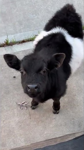 Meet the Adorable Scottish Highland Cattle