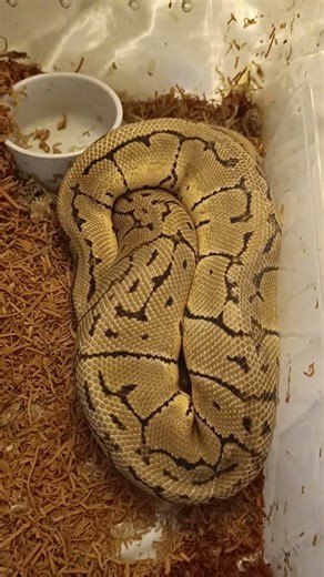 Lemonblast Orange Dream Male 🐍🔥 | Brother of My Lemonblast Orange Dream Female