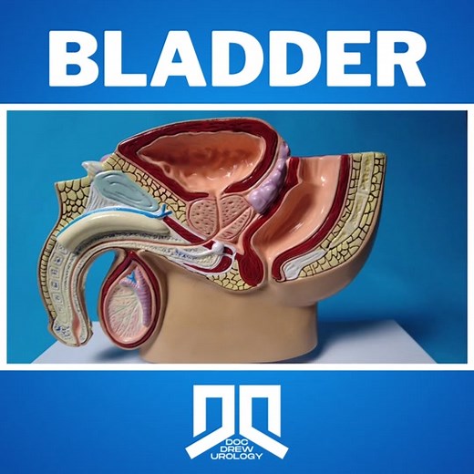 Understanding the Urinary Bladder: Model, Function, and More