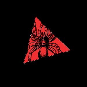 Tótem Araña ▷ Significado espiritual de tu animal de poder