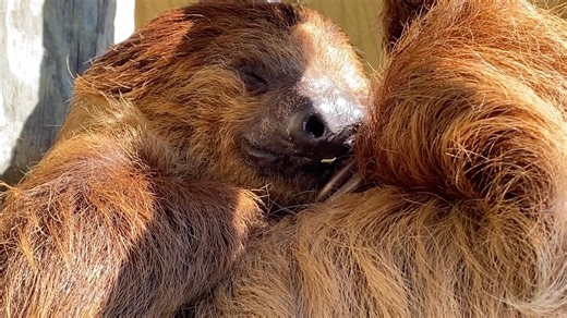 4.9K views · 56 reactions | Monday Mood: Channel Your Inner Sloth 殮...