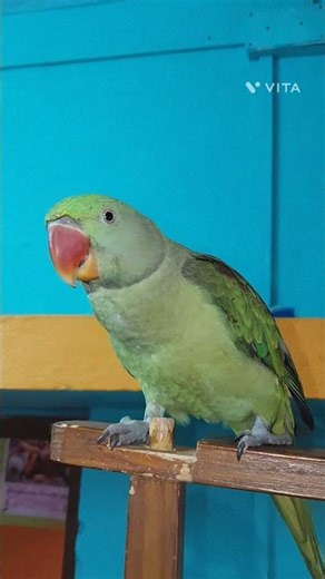 Meet the smartest parrot ever! 🦜