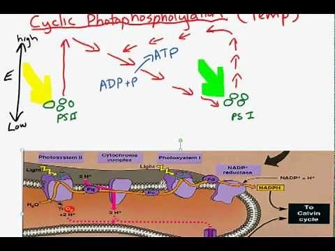 Cyclic and non-cyclic photo-phosphorylation.mp4