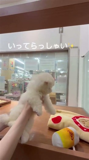 【ショップの裏側】なぜペットショップが臭わないのか？徹底した清掃管理と一生涯サポートを公開｜シュシュ港南台店