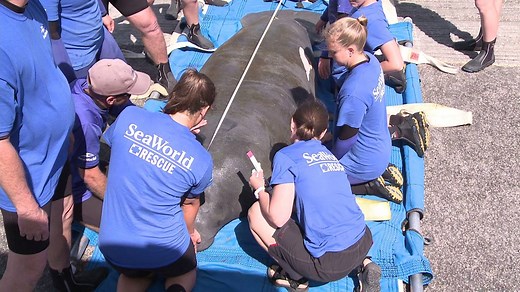 70K views · 1.3K reactions | WATCH: SeaWorld's most recent rescue and...