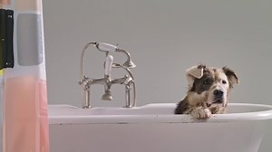 129 reactions · 68 shares | The faster, easier, less messy way to clean your dog can now also clean up after your dog and other mess makers. Now $129 | BISSELL | Facebook