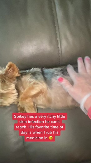 Relief for Yorkie Allergies: Itchy Skin Remedies