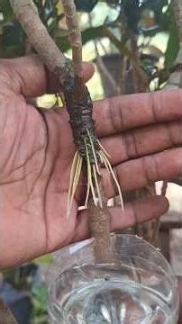 Grow beautiful plants with just a cutting with water #gardening #slgarden #vegetables #garden