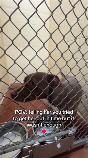 Rescue Devin: A Quiet Puppy in Urgent Need of a Home