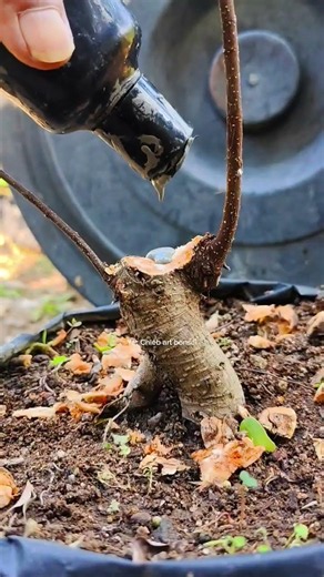 Trying to make the most of the available materials. #learningbonsai #beginnerbonsai