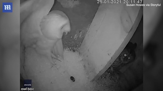 Hoo you looking at? Owls fight it out in bird box