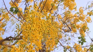 Download Yellow flowers bloom in summer. for free