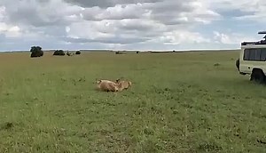 Maasai man chases away lion that had killed his cow