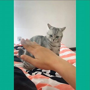Try not to laugh - Cats are very devious | Awesome Viral