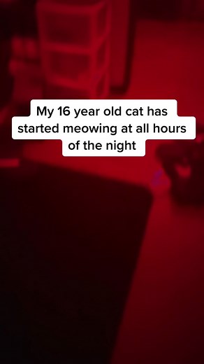 Old Cat Meowing Loudly at Night