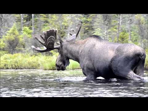 Harold the Helldiver Moose 2013 July