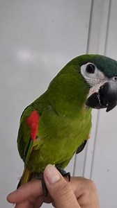 Hahn's macaw 19/7/25 | Song Birds Centre Singapore