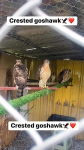 Crested goshawk | Crested Goshawk