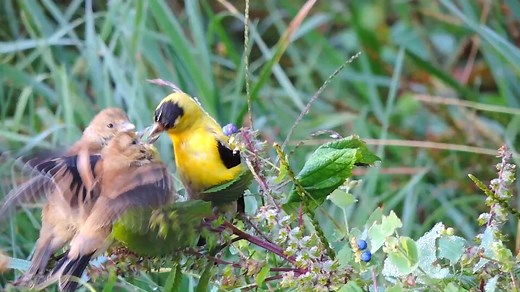 American goldfinch nesting (Spinus tristis) Canada, United States. | BIRDS & Nature