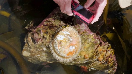 Abalone - from thriving to threatened-poaching, predators-perlemoen
