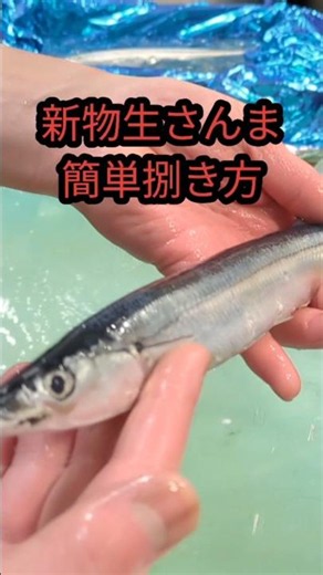 新物の生さんま、内臓は包丁1本で超簡単に出せます！魚屋歴20年以上のプロが捌き方を解説 #さんま #秋刀魚 #魚の捌き方 #魚屋 #おととチャンネル