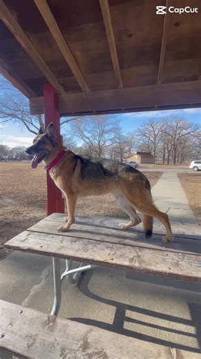 Diva || #fyp #k9winstonofficial #dogsoftiktok #germanshepherd #stacking
