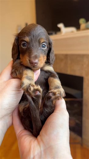 Jennifer Taylor on Instagram: "Tosca 💞🐾"