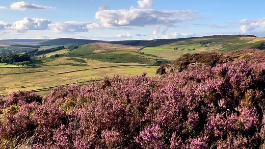 The beautiful heather is now blooming on the hills and moors of the Peak District and it's a fabulous sight! | Let's Go Peak District