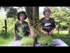 Trees for survival – How to tell the difference between Mānuka & Kānuka!