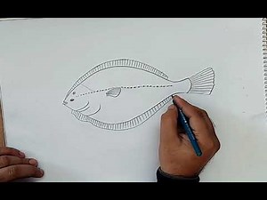 how to draw flat fish