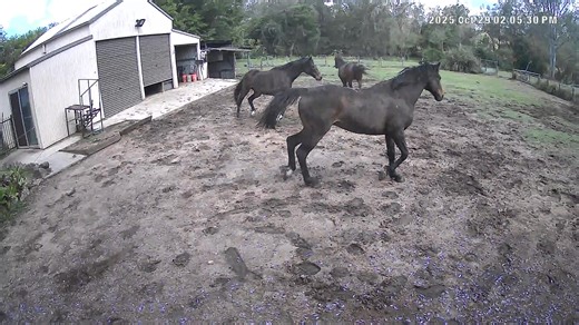 Rain mud = happy boys | Retired Racehorses Living Their Best Laziest Lives