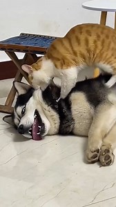 54K views · 2.1K reactions | Hilarious Dogs and Cats That’ll Make You Laugh Out Loud 藍 #FunnyCats #CatsofTikTok #CrazyCat #PetsofTikTok #DogsofTikTok #FunnyDogs | ZoomieFun | Facebook