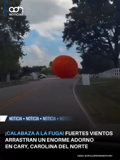 Ni un hombre pudo detener una calabaza inflable gigante que el viento arrastró por las calles de Carolina del Norte. El incidente ocurrió cerca de Phillips Farms of Cary, donde las fuertes ráfagas empujaron la enorme decoración mientras una persona intentaba sujetarla sin éxito. #lacalabaza #calabazas #carolinadelnorte #inflable #adnnoticias