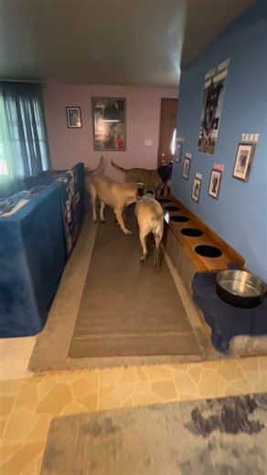 Kathy Schwab | Morning exercise ❤️🐾❤️ #tankandhispack #GoodMorningEveryone #englishmastiffs #dogloversfeed | Instagram